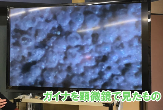 ガイナの表面はセラミックビーズ